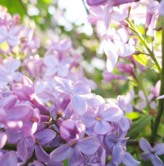 The lilacs are here!