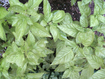 Genovese Basil