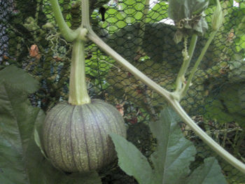 Green pumpkin on the vine