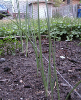 Scallions