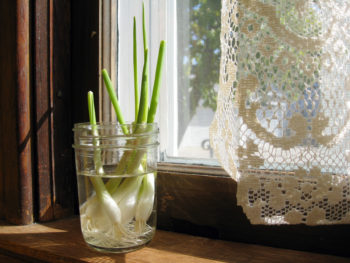 Growing scallions from other scallions