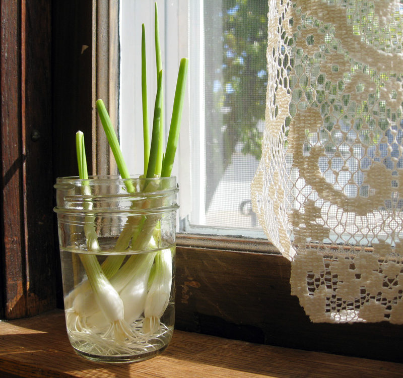 It really works! Growing more scallions…from other scallions
