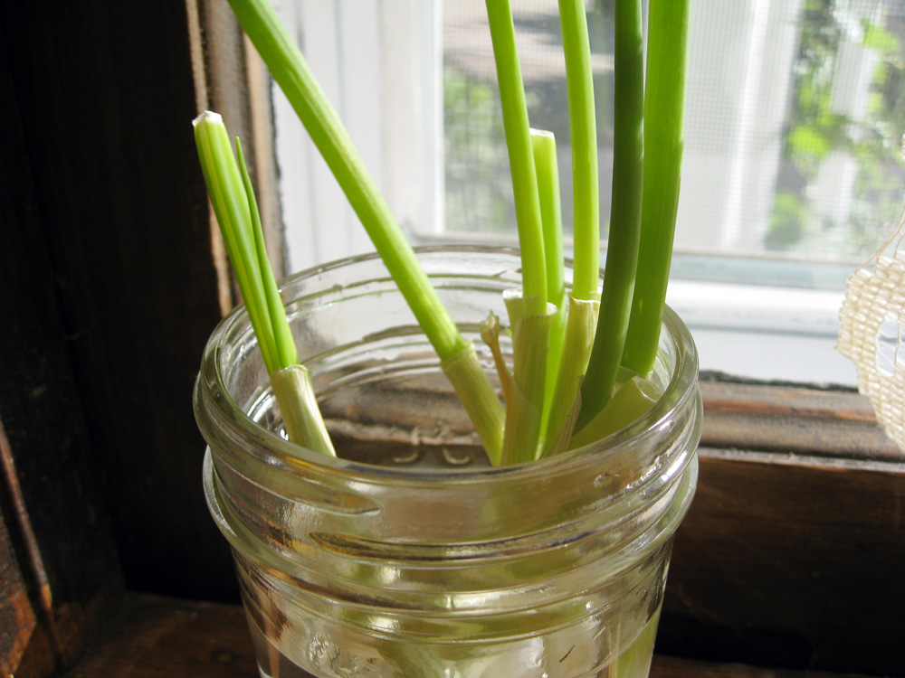 Get more out of your scallions by putting them in a dish of water by the sink!