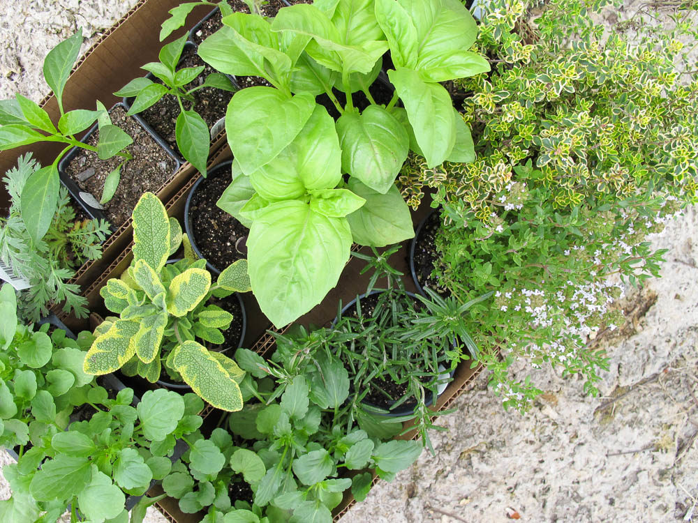 Herb seedlings