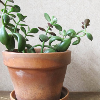 jade-plant