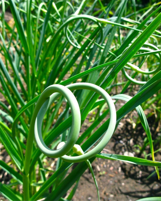Garlic Scapes on a garlic plant, image courtesy of http://www.thegardenerseden.com/?p=11076