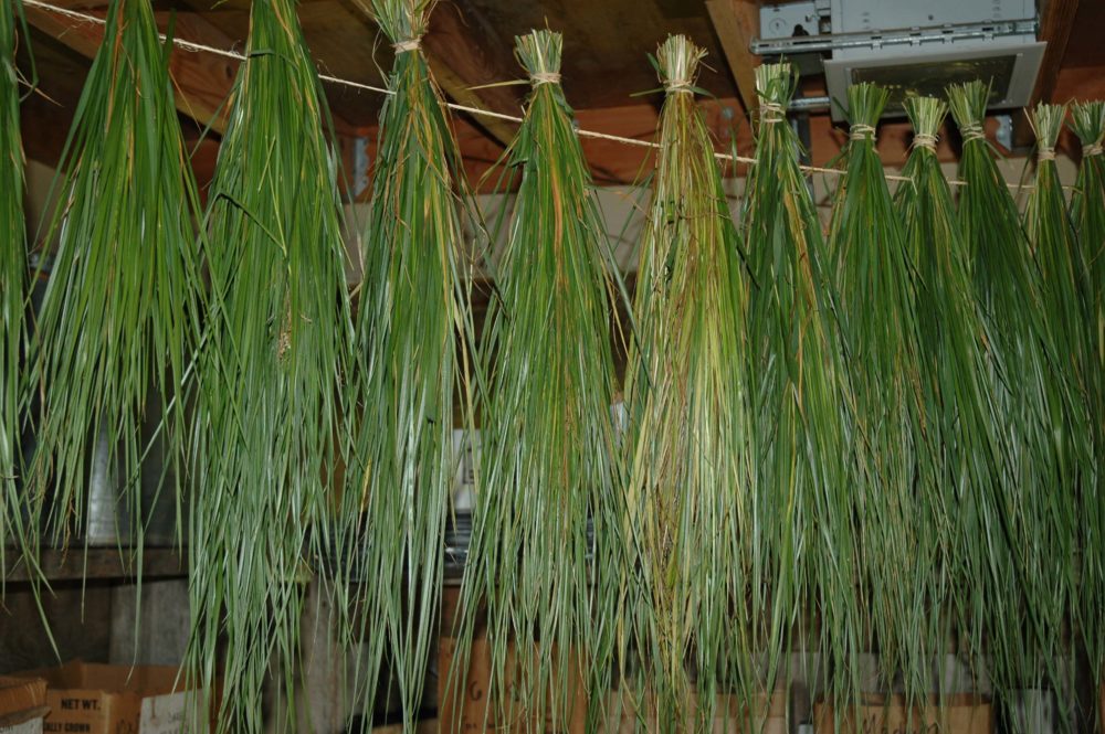 Drying sweet grass for braids