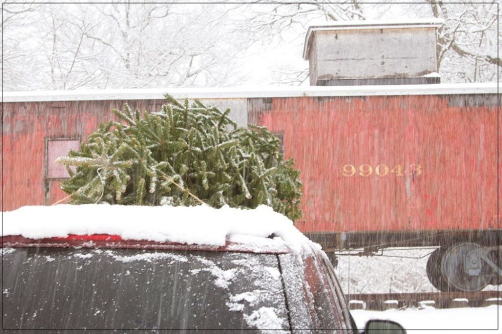 Red Caboose Christmas Trees