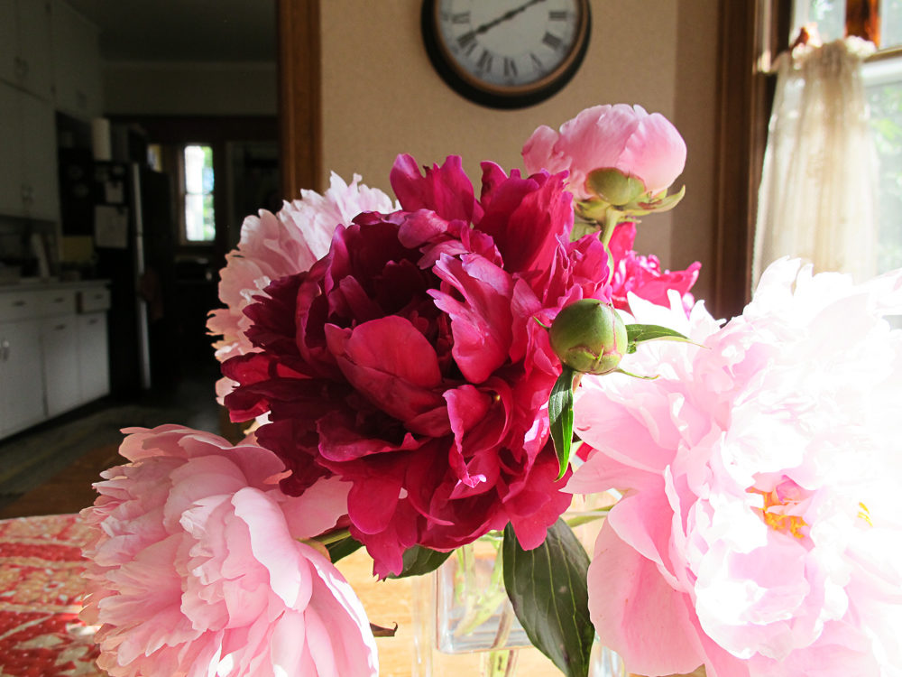 how-to-cut-peonies-3