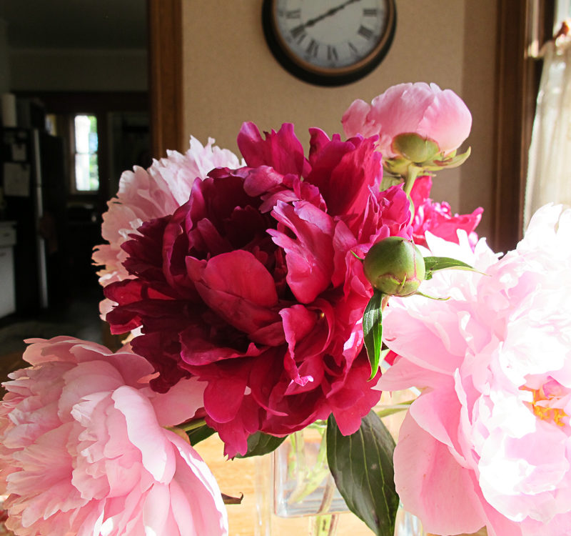 Care, love and keeping of peonies