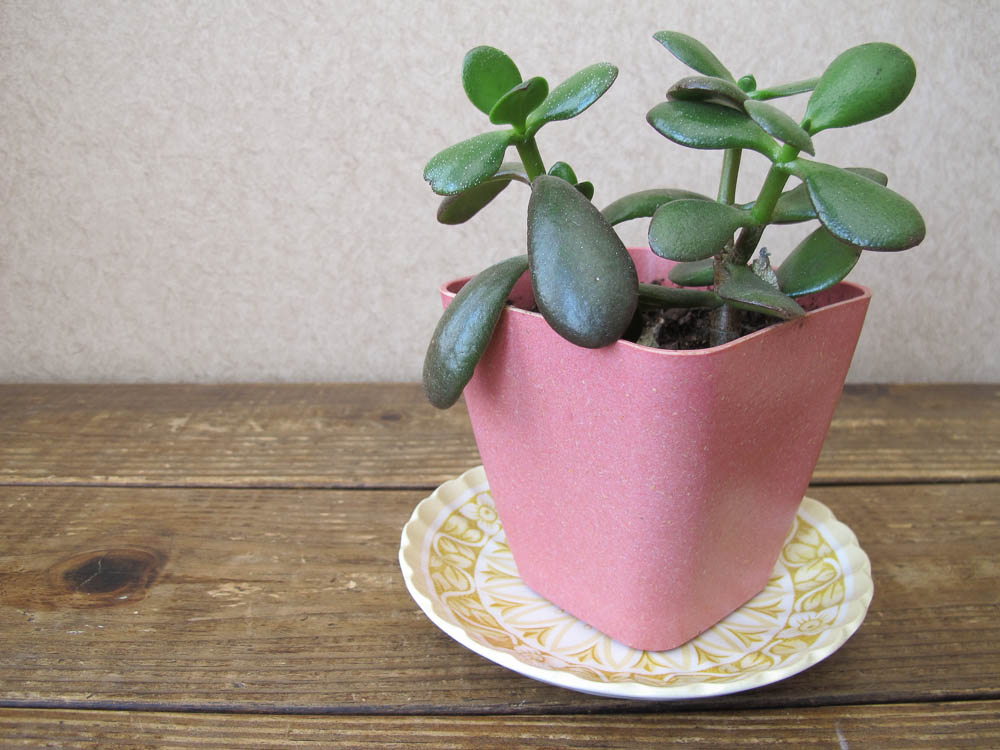 Use a vintage plate as a plant saucer to catch water | Rosy Blu