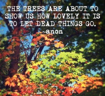 The trees are about to show us how lovely it is to let dead things go.