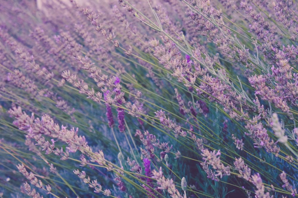 Lavender - my favorite perennials, gardening lessons